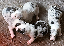 4Males